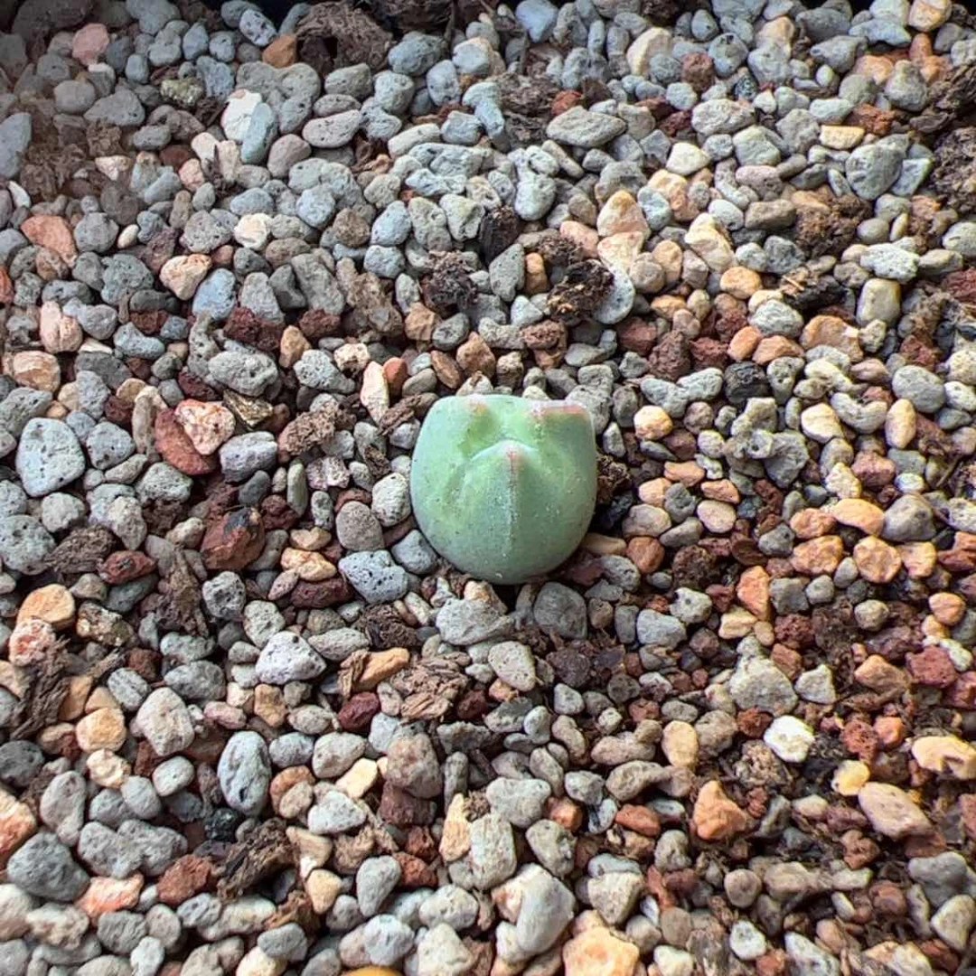 多肉单头空蝉奔一棵