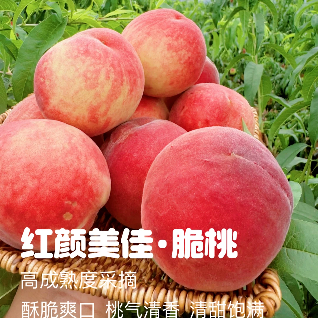 昕泓晟 |红颜美佳脆桃 放不软 清香脆甜 新鲜采摘 露天种植味更浓