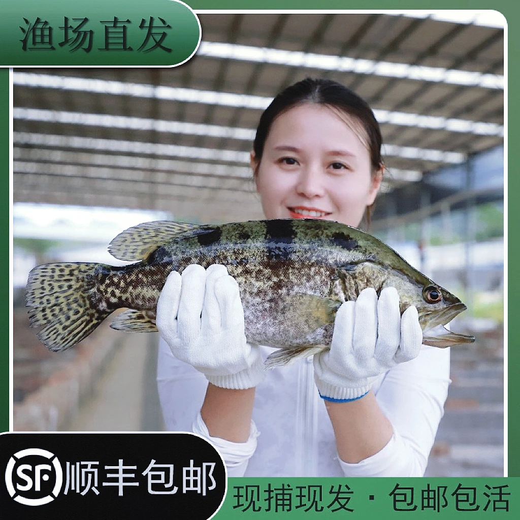 鳜鱼桂鱼红纹鳜鱼白鳜翘嘴鳜鱼淡水好养鱼缸好养互动