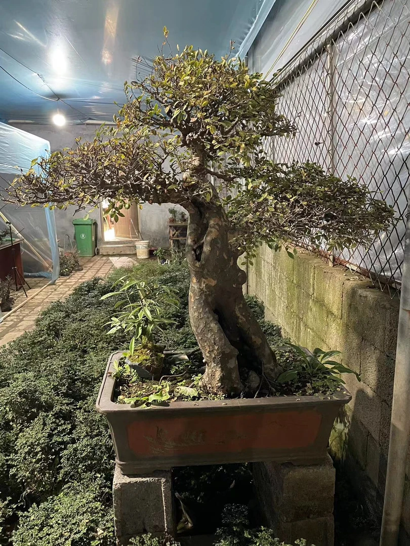 精品年功榆树老桩