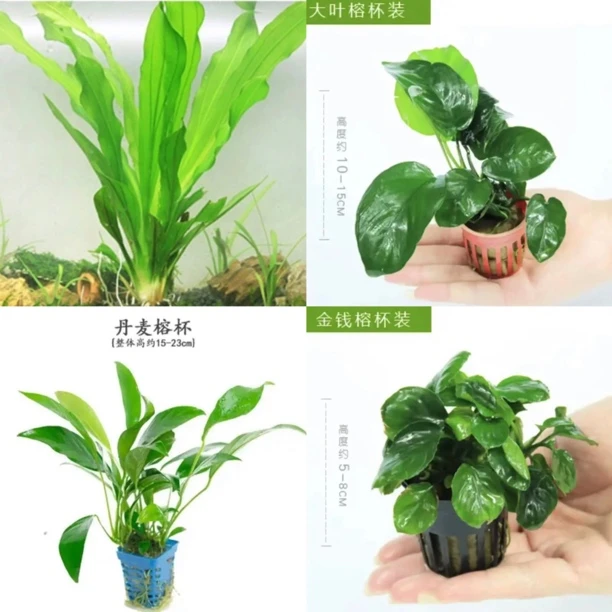 鱼缸水草淡水绿菊坨草小九冠绿九冠水榕红荷叶鱼缸造景好养真水草
