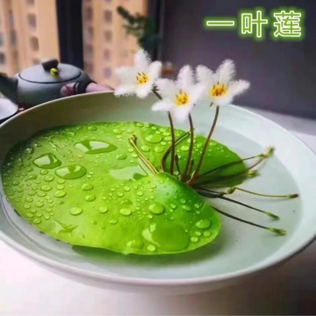 【1】一叶莲水草水生水培植物活睡莲鱼缸浮萍净化水质会开花好养