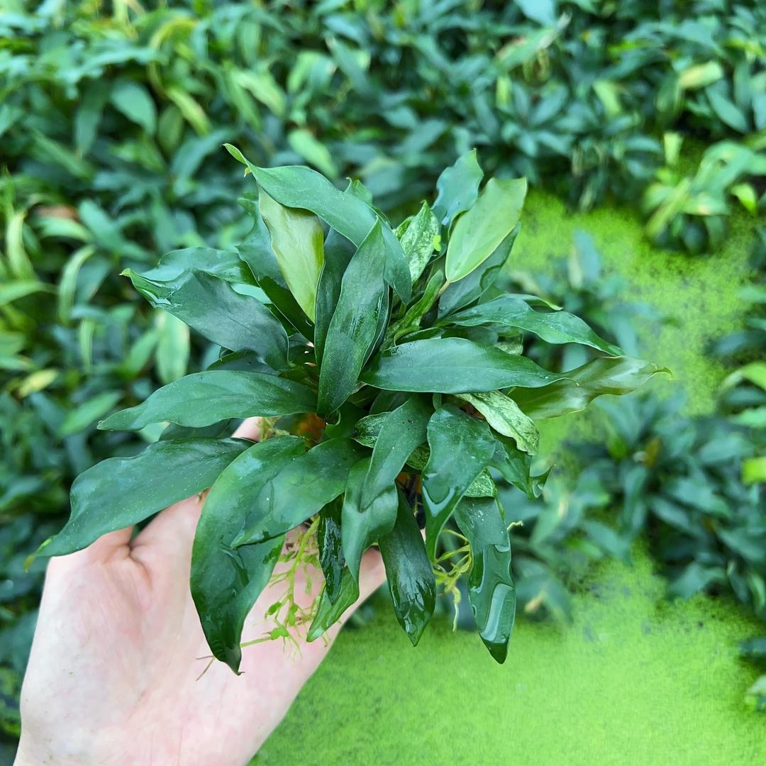 瓦利斯坨草水榕水草好养造景阴性水草懒人新手鱼缸水草小白