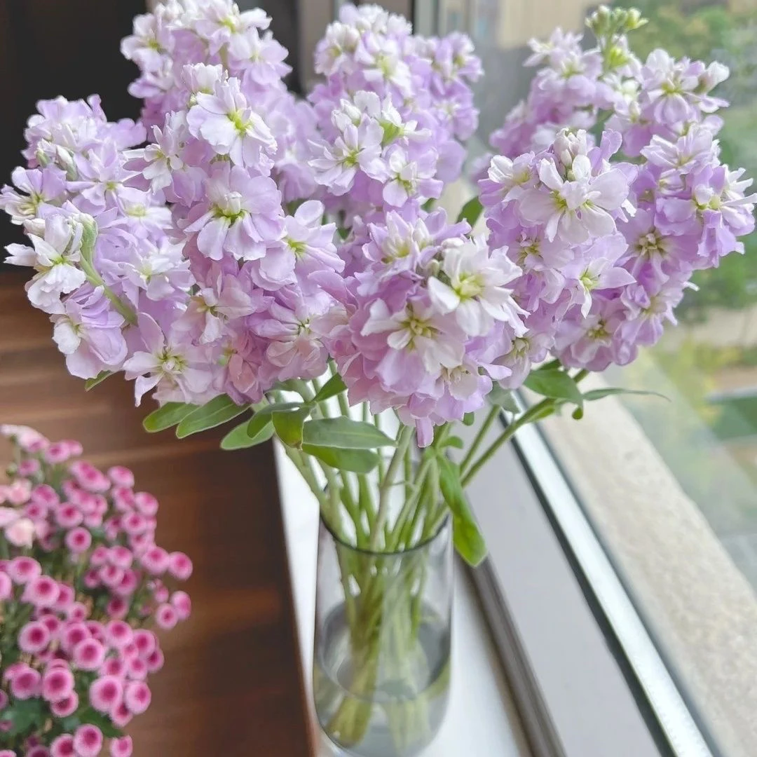 【锦云花卉】紫罗兰鲜花云南直发全场任意3单包邮（10%运损不售后）