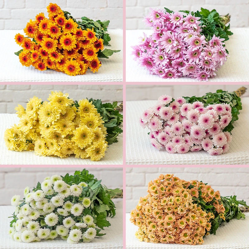【锦云花卉】菊类鲜切花全场任意3单包邮（10%运损不售后）