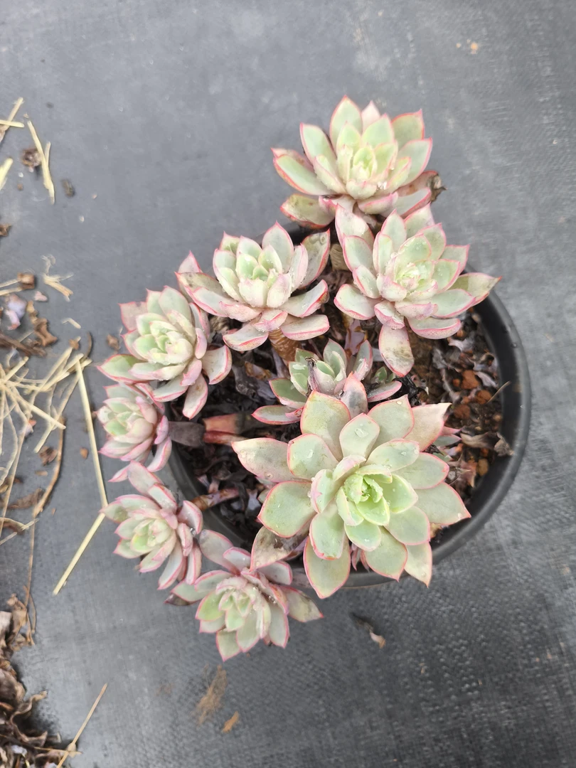 小崔多肉  赫拉整装群生木质化老桩多肉植物  好养活