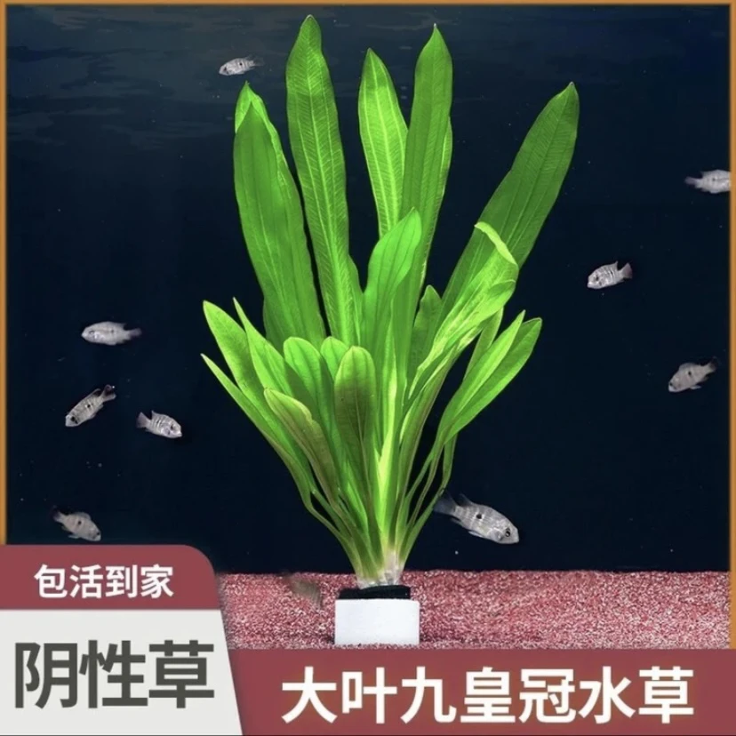 新手水草大九皇冠水草 直接入缸 粉丝福利