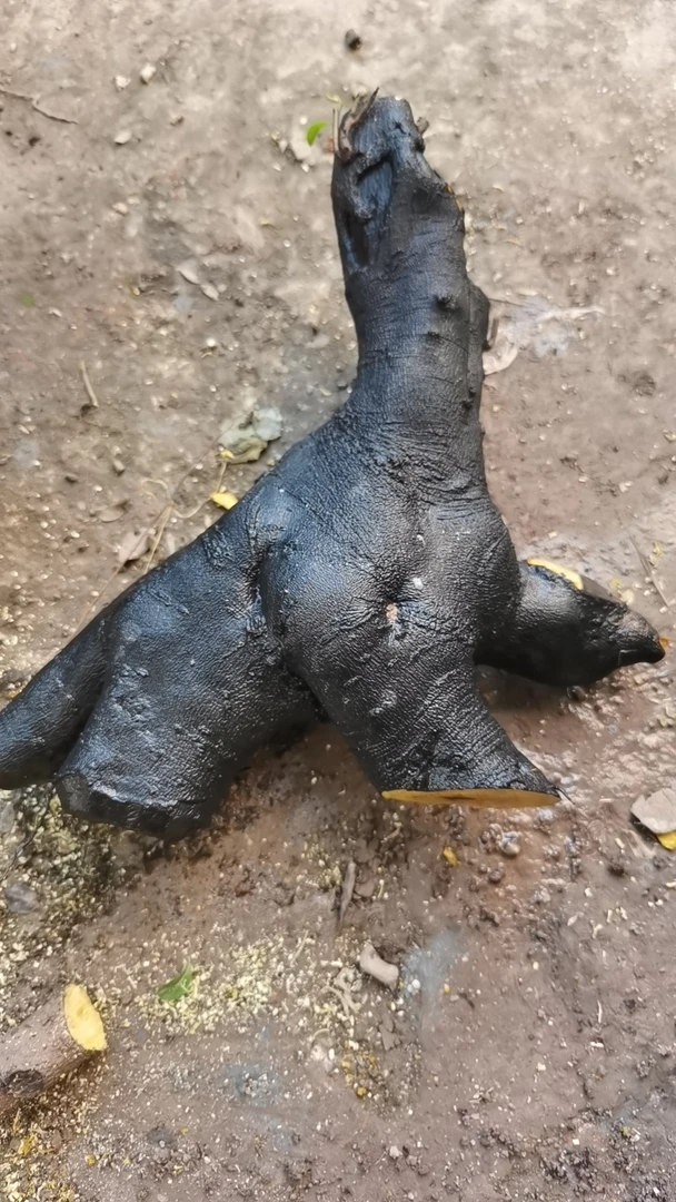 金弹子小山罐木生桩。。