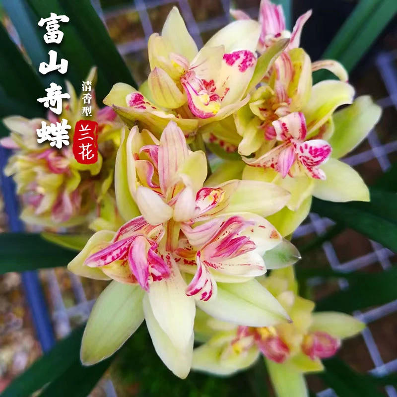 富山奇蝶四季兰兰花花期6-11月花香蝶花开花植株展示实惠室内盆栽