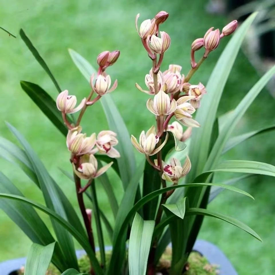 浓香型七彩玲珑四季兰兰花花卉土培养护观赏种植产品好养易活