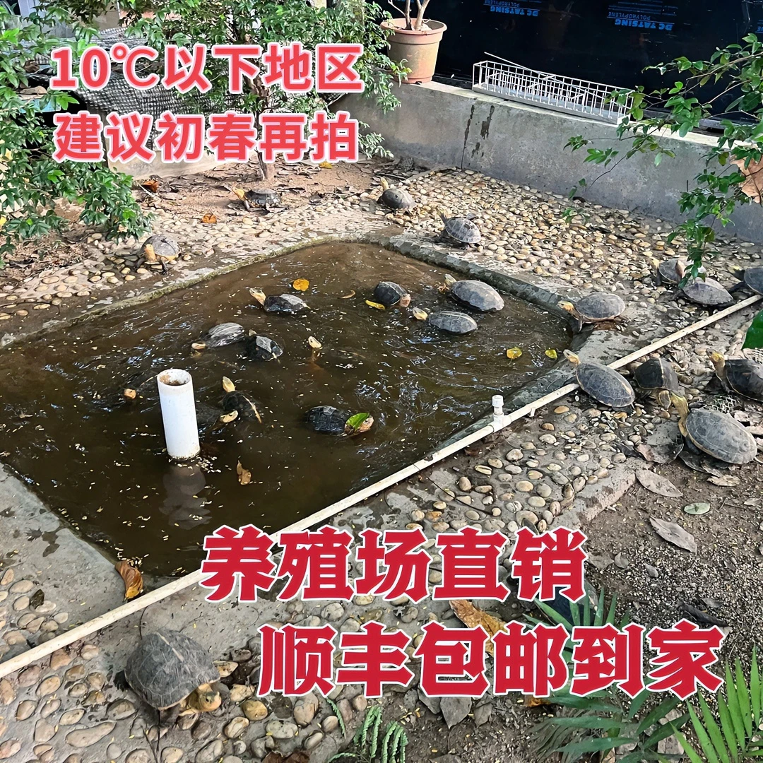 1号 黄缘龟、安布、果核、巴西、箱龟直播拍卖链接(私拍低价拍不发货)
