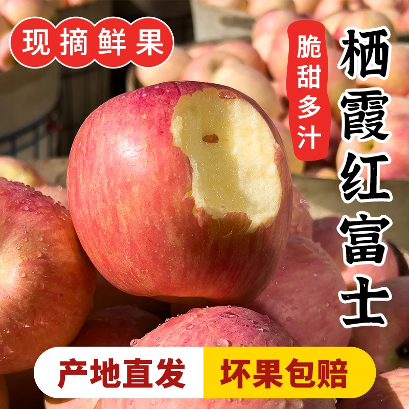 自家果园正宗烟台栖霞红富士条纹新果今年新果现摘现发