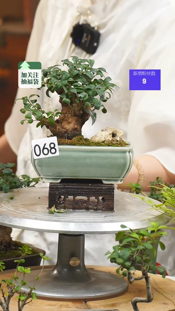 【闪购商品】68米东盆景一物一拍