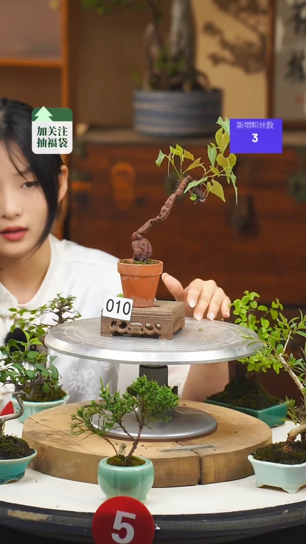【闪购商品】10何首乌一物一拍