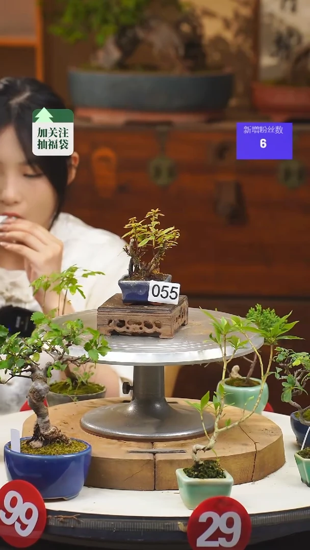 【闪购商品】55映山红一物一拍