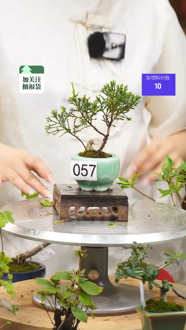 【闪购商品】57济州真柏一物一拍