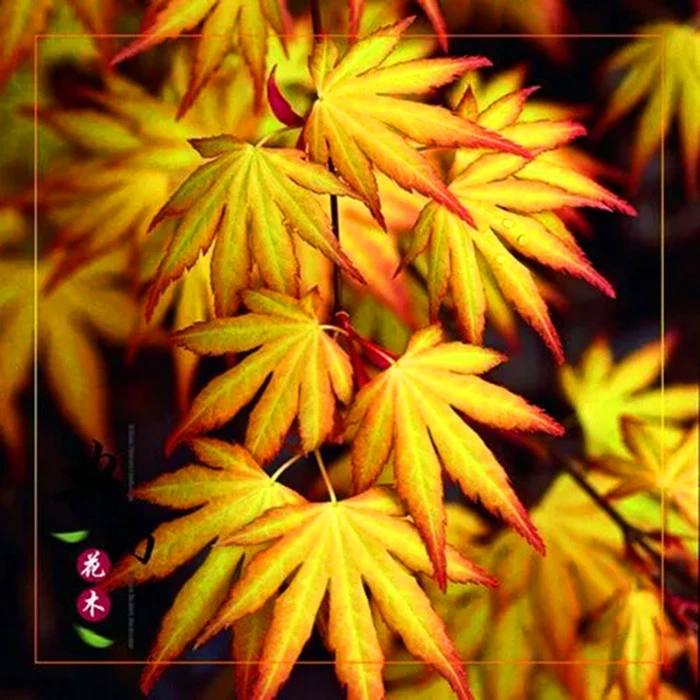 黄金枫树苗盆景盆栽花卉绿植红枫庭院阳台带原土