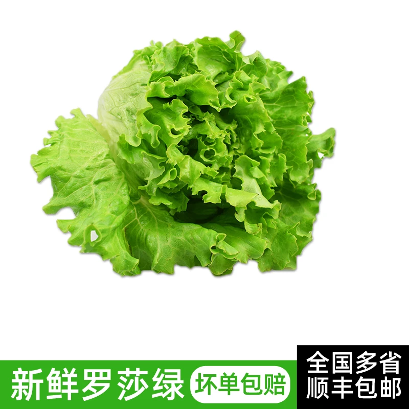 新鲜绿叶生菜250g 罗莎绿花边生菜 沙拉食材西餐健康轻食蔬菜
