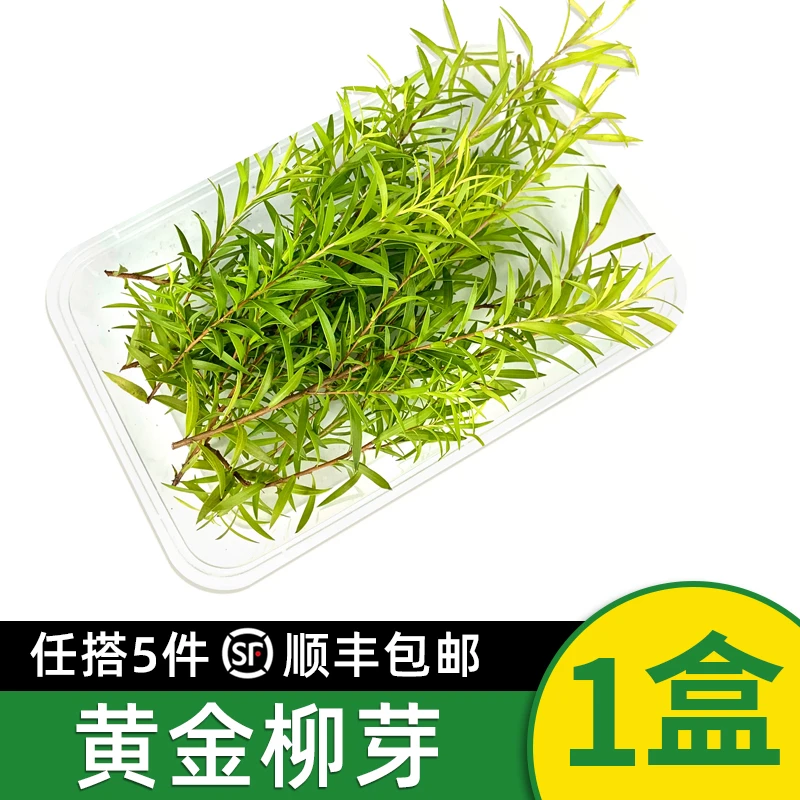 绿食者新鲜黄金柳条1盒10g酒店西餐日料烘焙柳芽花草摆盘装饰点缀