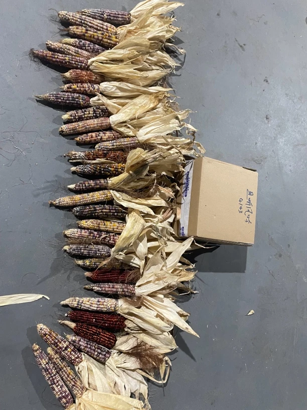 七彩文玩玉米直播链接