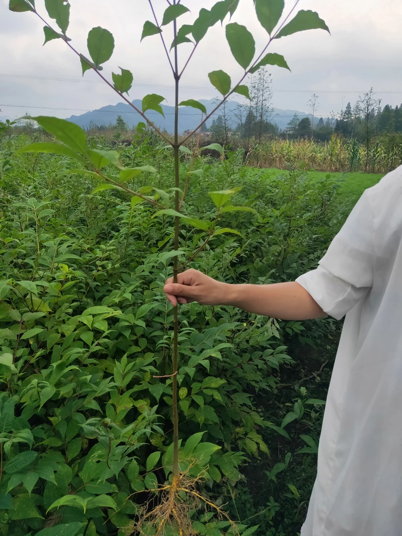 黄柏苗，厚皮川黄柏苗，种植技术