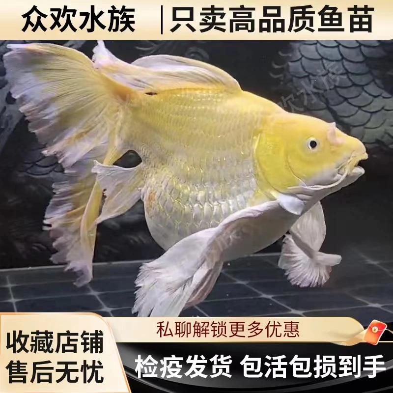 台湾黄金短球蝴蝶鲤观赏鱼狮子头蝴蝶鲤小鱼苗石膏白冷水鱼活体鱼