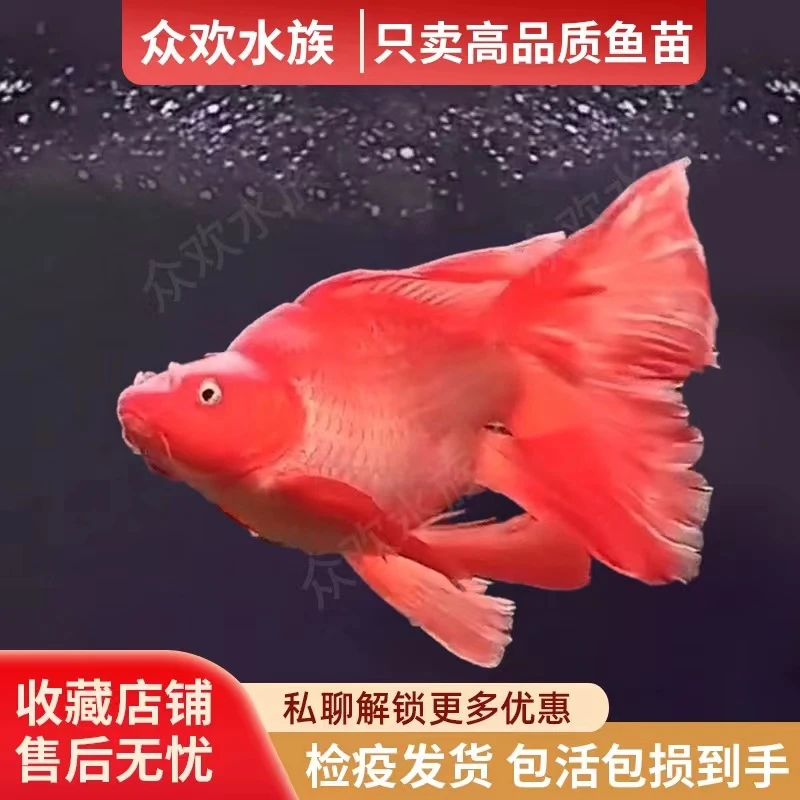 台湾红球蝴蝶鲤观赏鱼石膏白活体鱼球体狮子头普身蝴蝶鲤鱼苗包邮