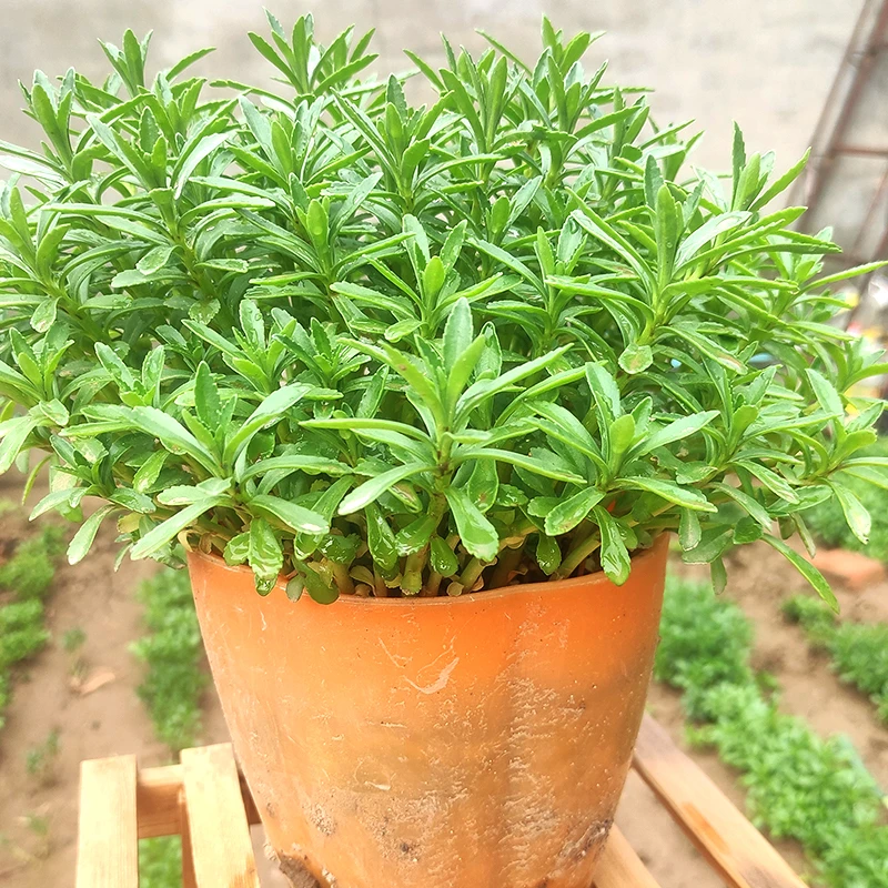 养心菜养心草三七苗痒痒草盆栽救心菜三七植物三七草云南白药泡茶