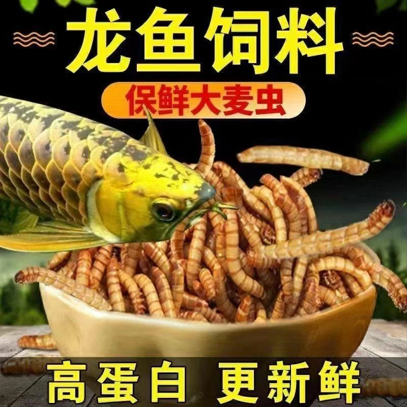 大麦虫活体蛋白虫面包虫豹纹守宫龙鱼八哥画眉鸟食饲料