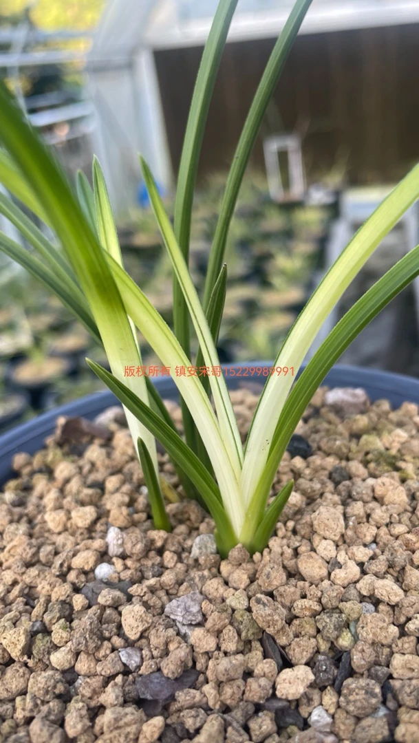 秦岭蕙兰新品艺兰小白龙兰花