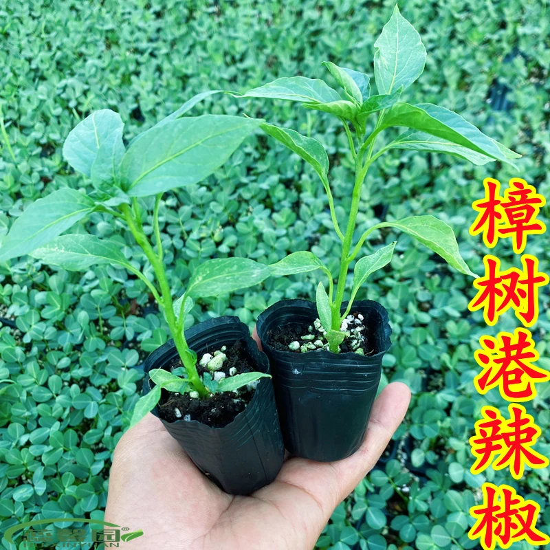 湖南湘阴特产正宗樟树港辣椒苗杯苗原盆原土发货高产四季阳台秧苗