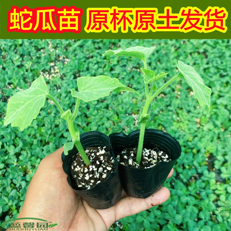 特长蛇瓜苗蛇豆苗蛇豆苗大刀豆苗砍瓜苗亚葫芦苗四季高产种幼秧苗