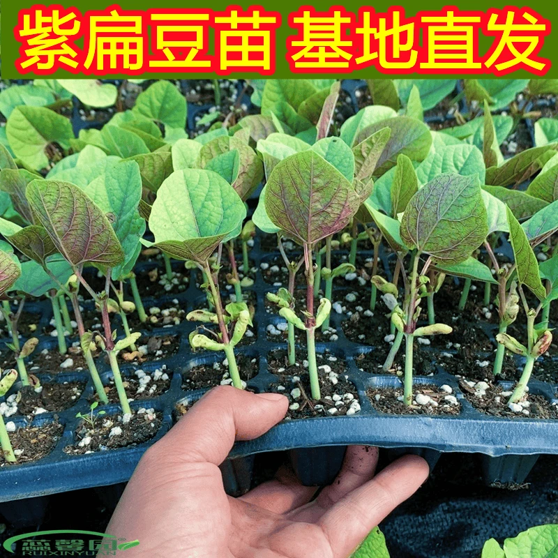 紫扁豆苗紫眉豆苗茶豆苗四季豆苗芸豆苗大刀豆苗四季高产种幼秧苗
