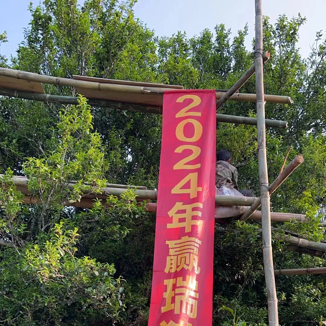 2024年4月9号采猫王千年单株普洱生茶50~100克