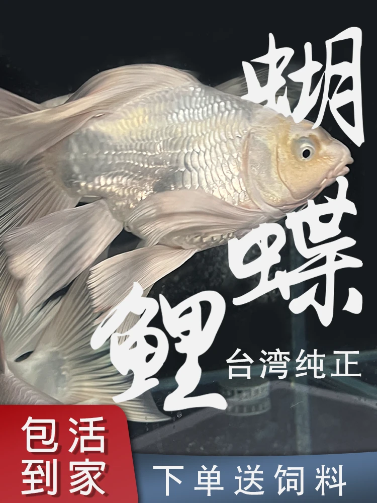精品台湾蝴蝶鲤观赏鱼 16-18