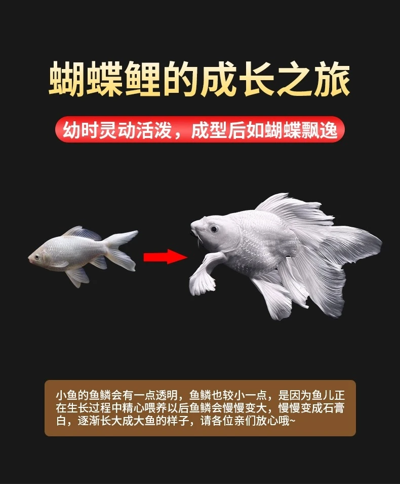 蝴蝶鲤活体好养小鱼观赏鱼饲养
