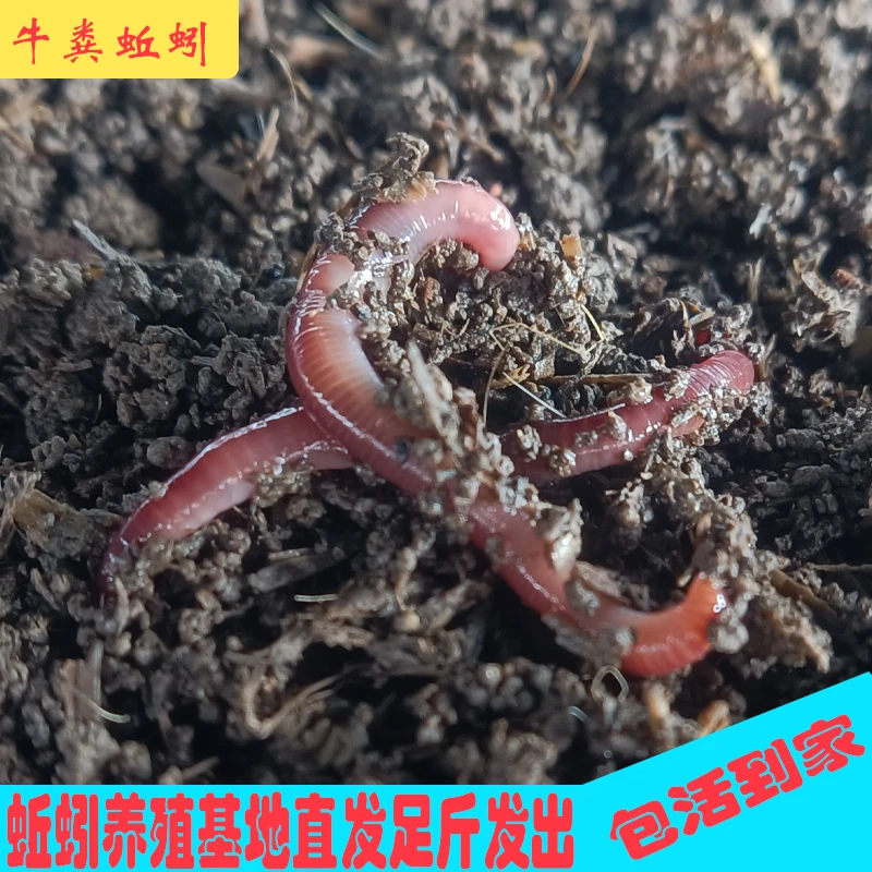 牛粪红蚯蚓一斤半斤红虫蚯蚓钓鱼鲫鱼鲤鱼鲜活饵料鱼食散装