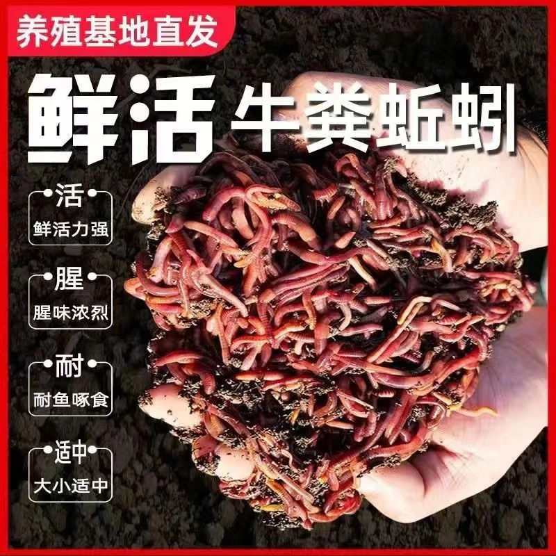 牛粪红蚯蚓钓鱼饵料垂钓鲜活活体红虫中号大号散装饵料