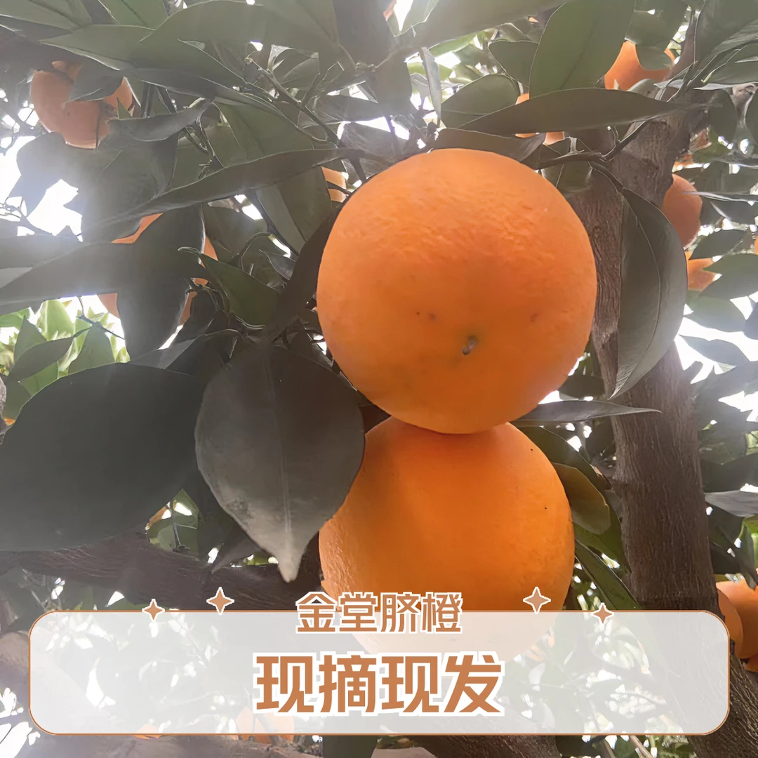 中国脐橙之乡 金堂三溪 当季新鲜水果 无籽甜脐橙沃柑