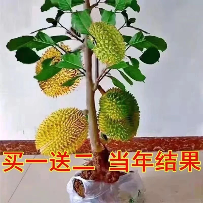 Q四季榴莲盆栽苗地栽南北方阳台庭院种植好养花卉绿植物苗木树苗