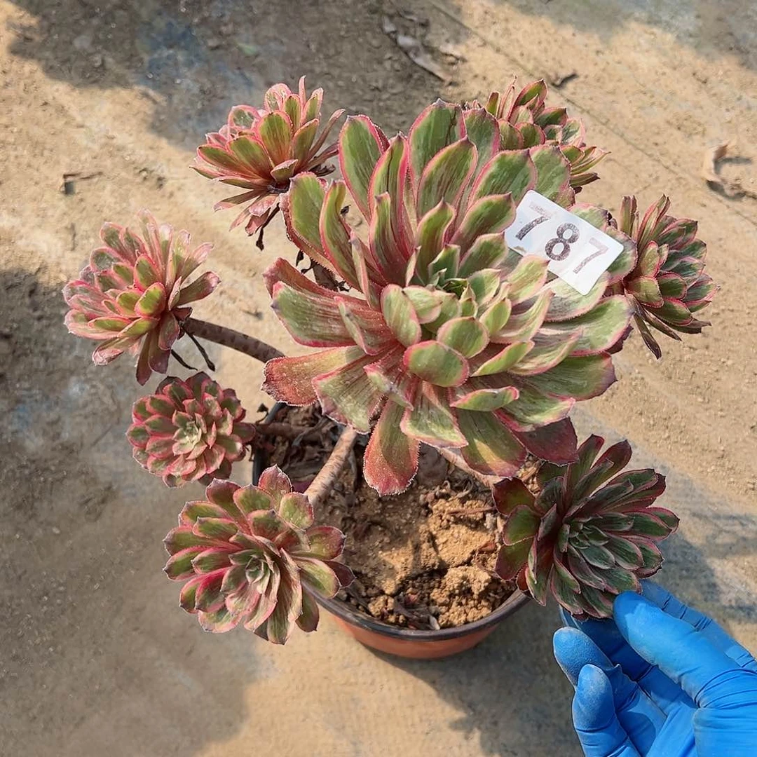 紫砂茶宠弯根紫霞787