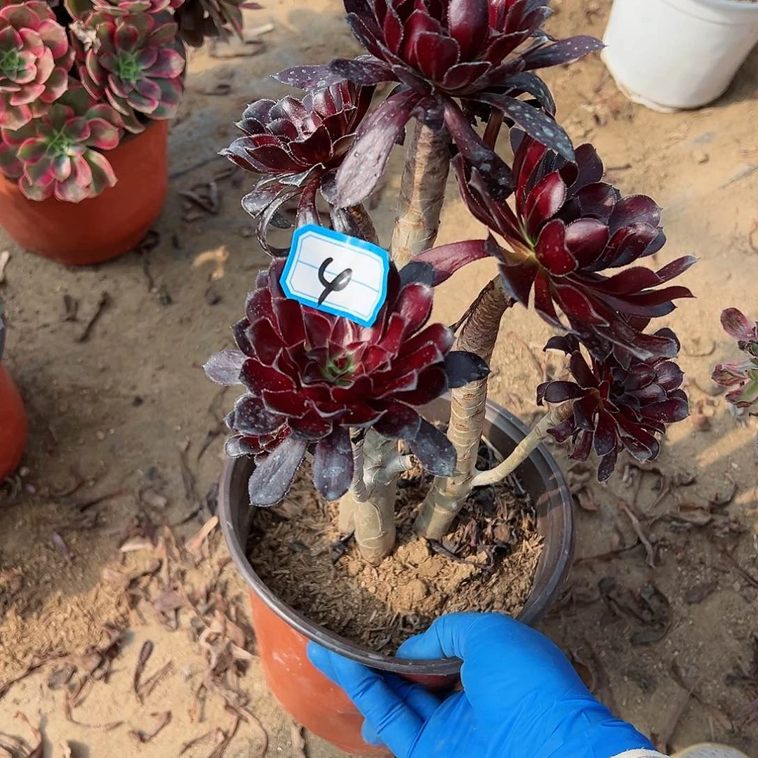 紫砂茶宠墨法师4号