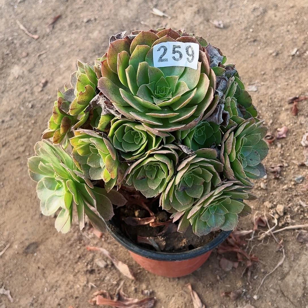 紫砂茶宠多肉植物万圣节259