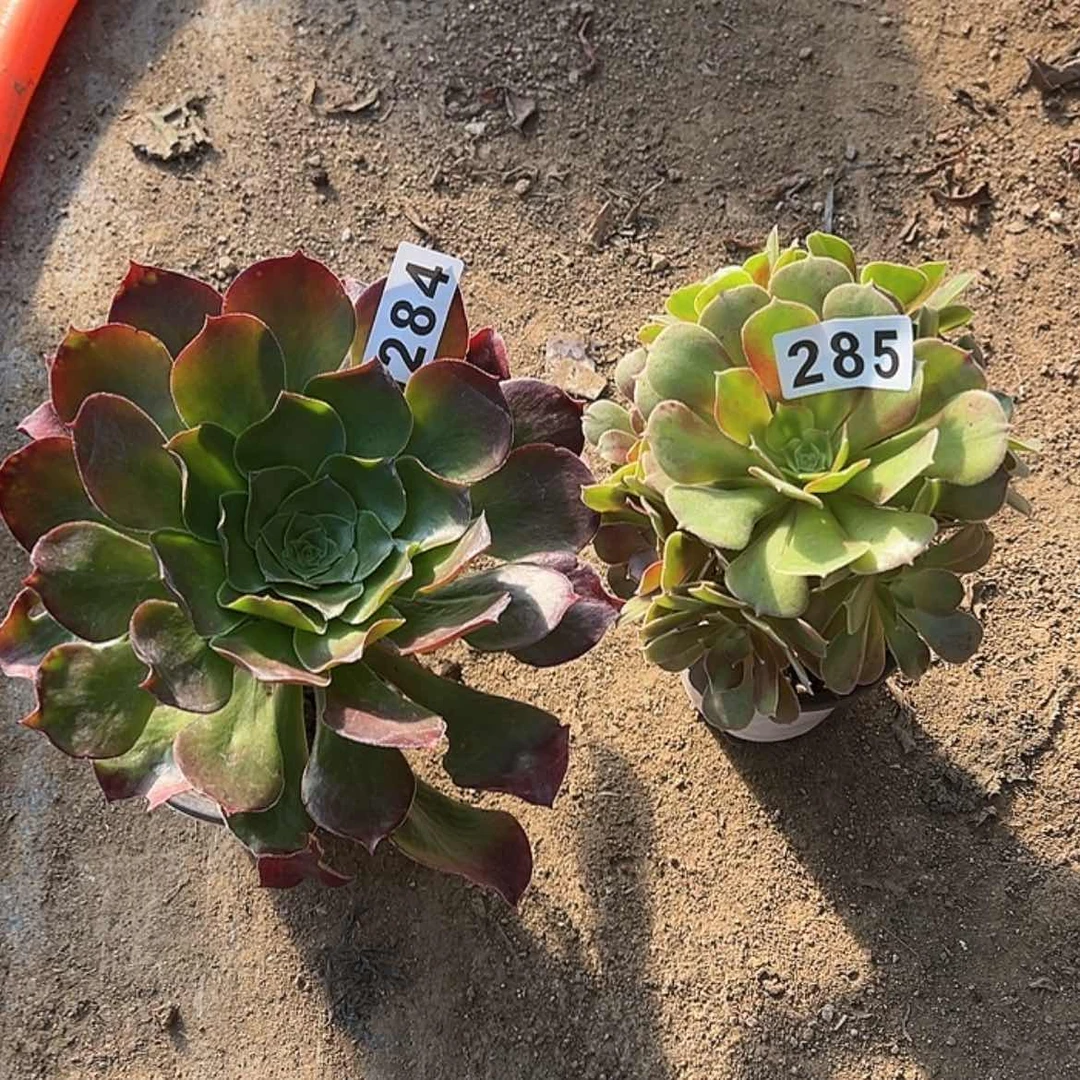 【闪购商品】紫砂法师不包损2个284-285