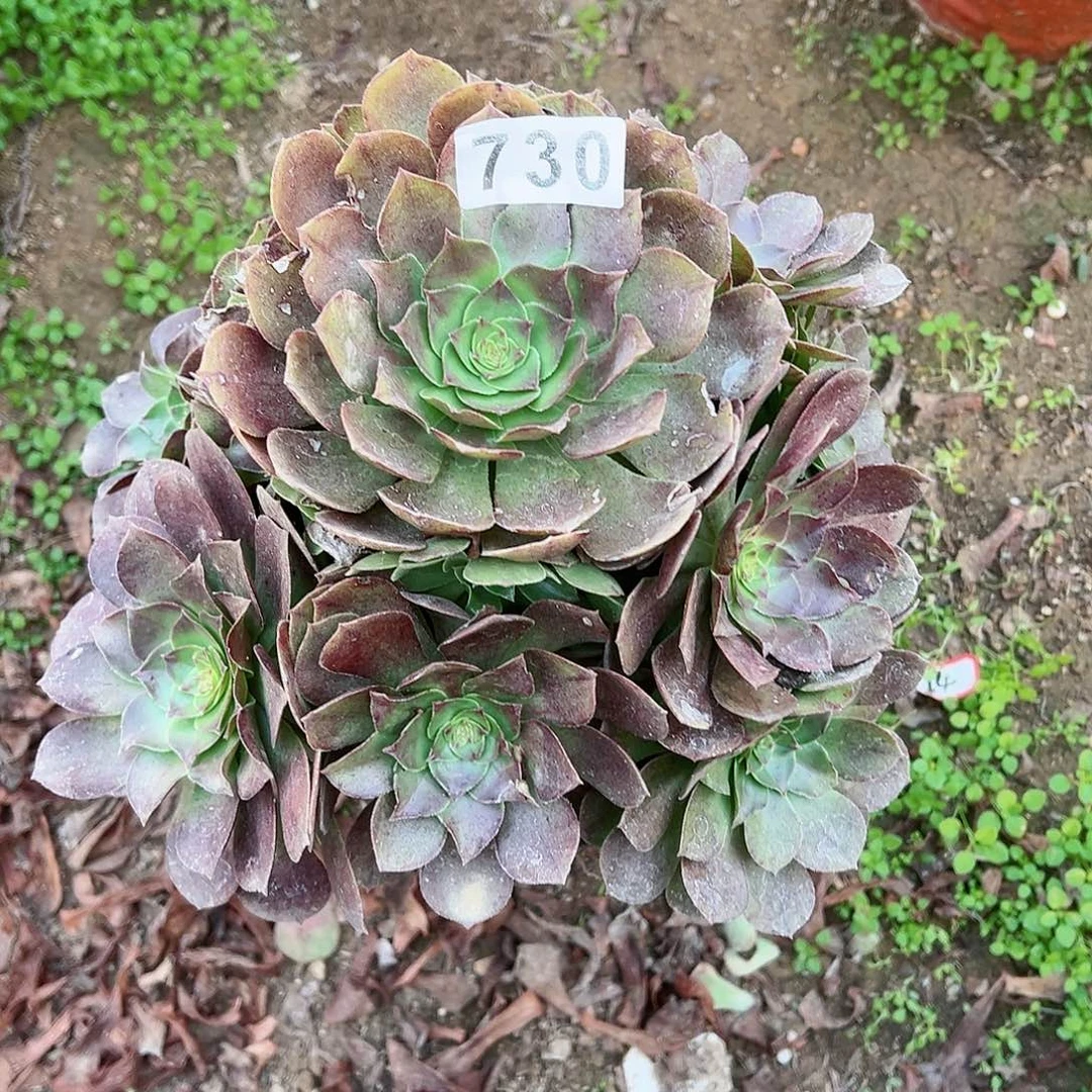 紫砂茶宠多肉植物万圣节730