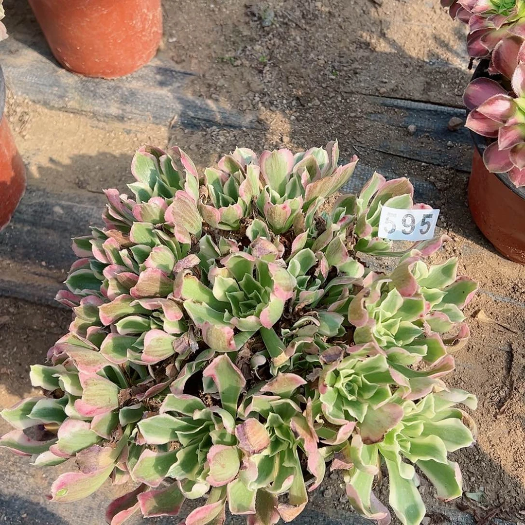 紫砂茶宠多肉植物白凤595