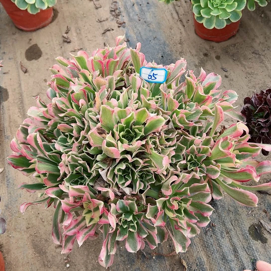 紫砂茶宠多肉植物白凤65