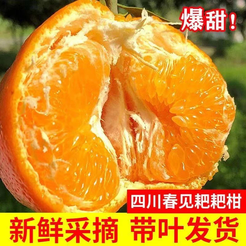 正宗四川蒲江春见耙耙柑8斤现摘现发榨汁无核无籽皮薄发货FG2