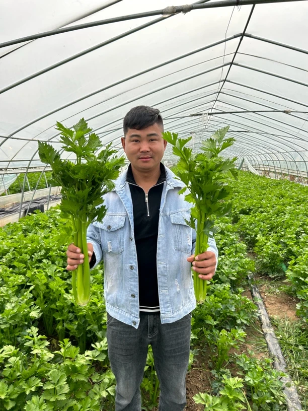 河南芹菜现挖现发可榨汁清脆爽口3斤5斤