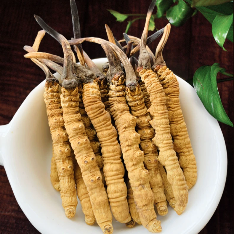 【七叔】冬虫新鲜头期当季干货非断草搭配西洋参枸杞